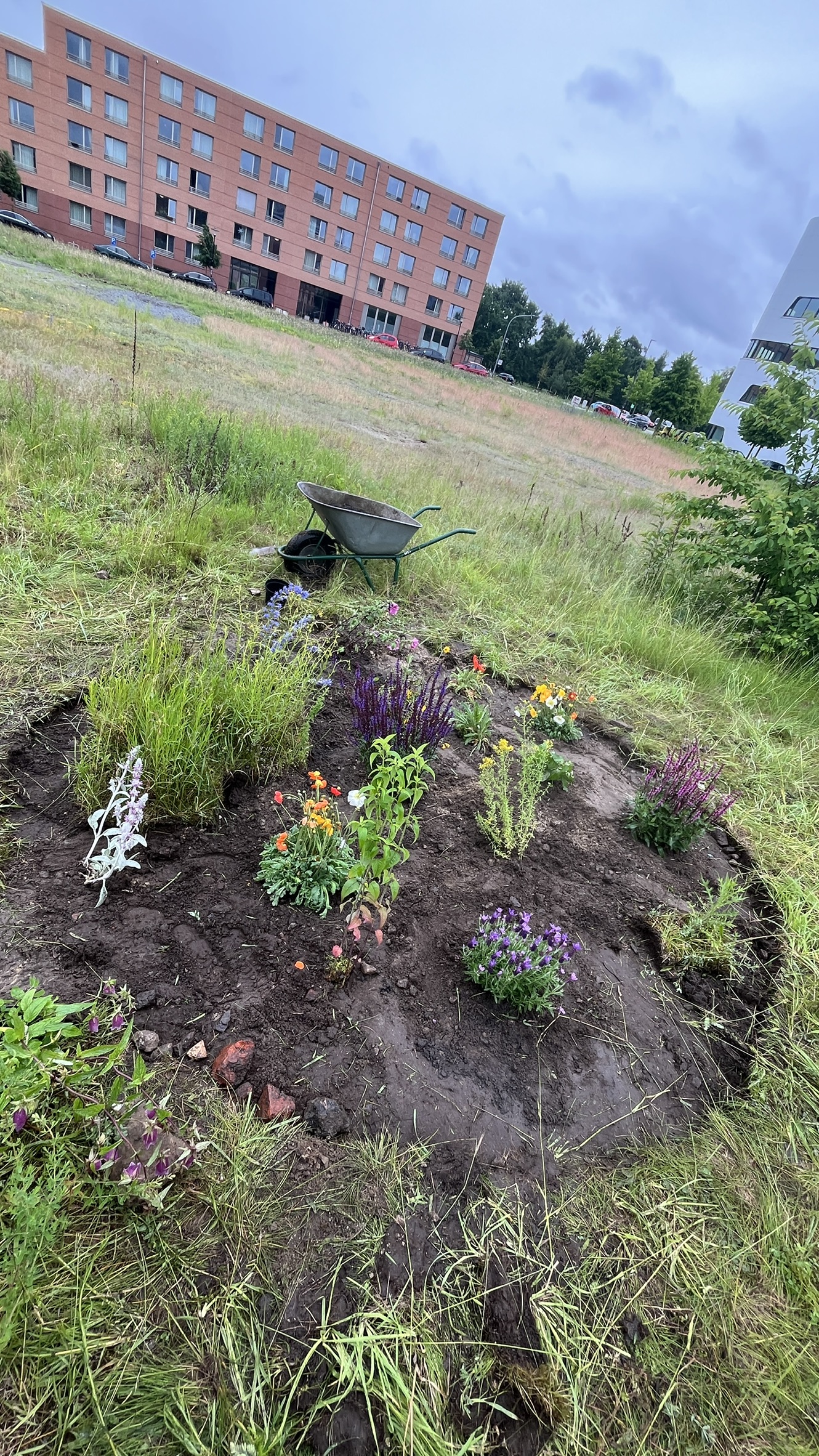 Das Mandala Beet aus einer anderen Perspektive