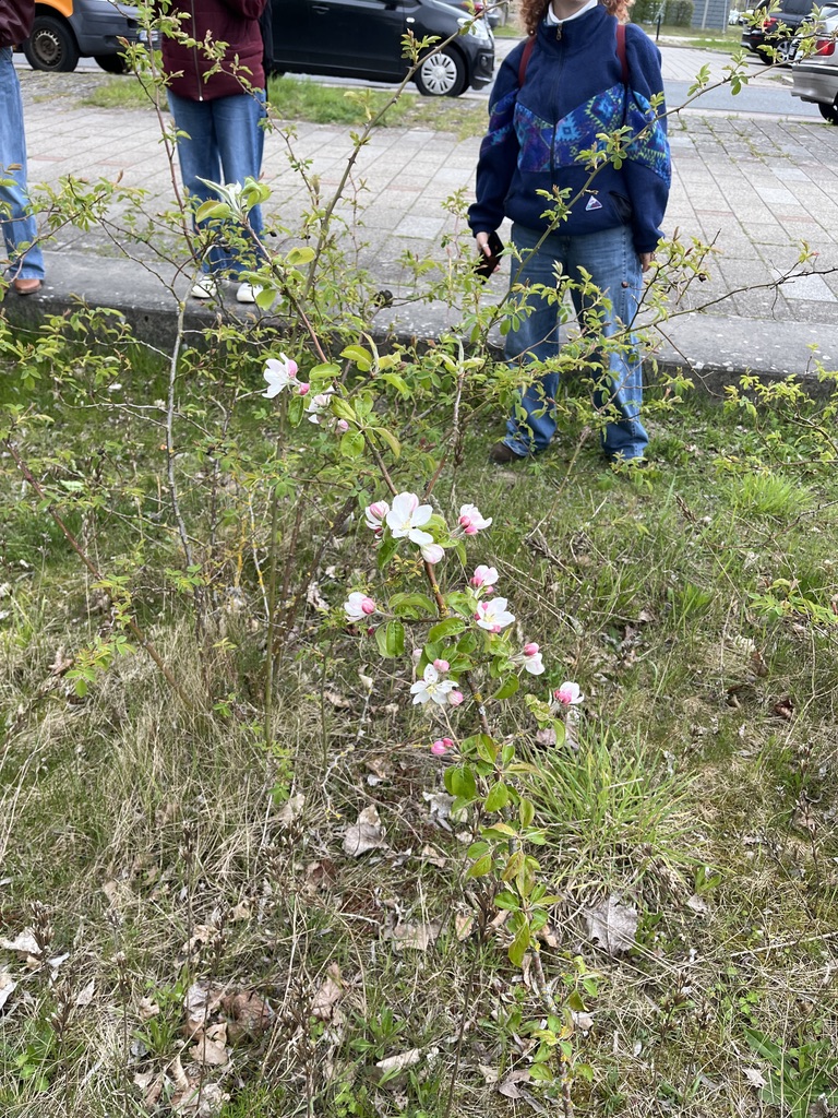 Bei der Entnahme von Bodenproben haben wir auf einer kargen Fläche einen Apfelbaum entdeckt. Ob dieser hier mal aktiv hingesetzt wurde oder sich selber ausgesät hat, konnten wir nicht fesstellen