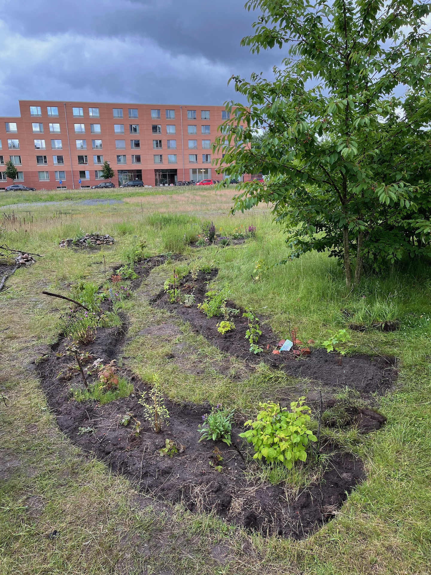 Stauden und Beeren