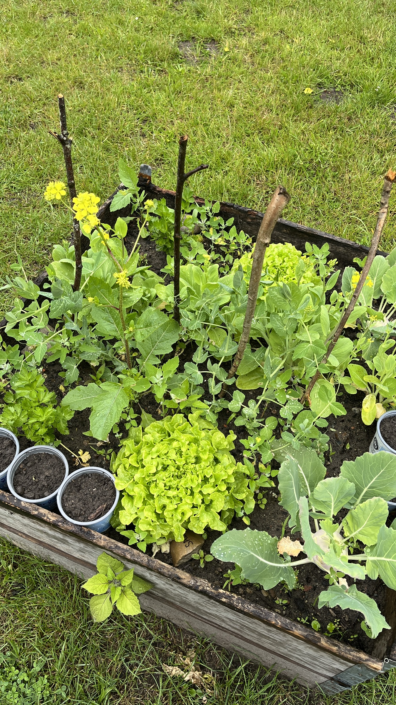 Das erste bisschen Salat und Radieschen konnten schon geerntet werden